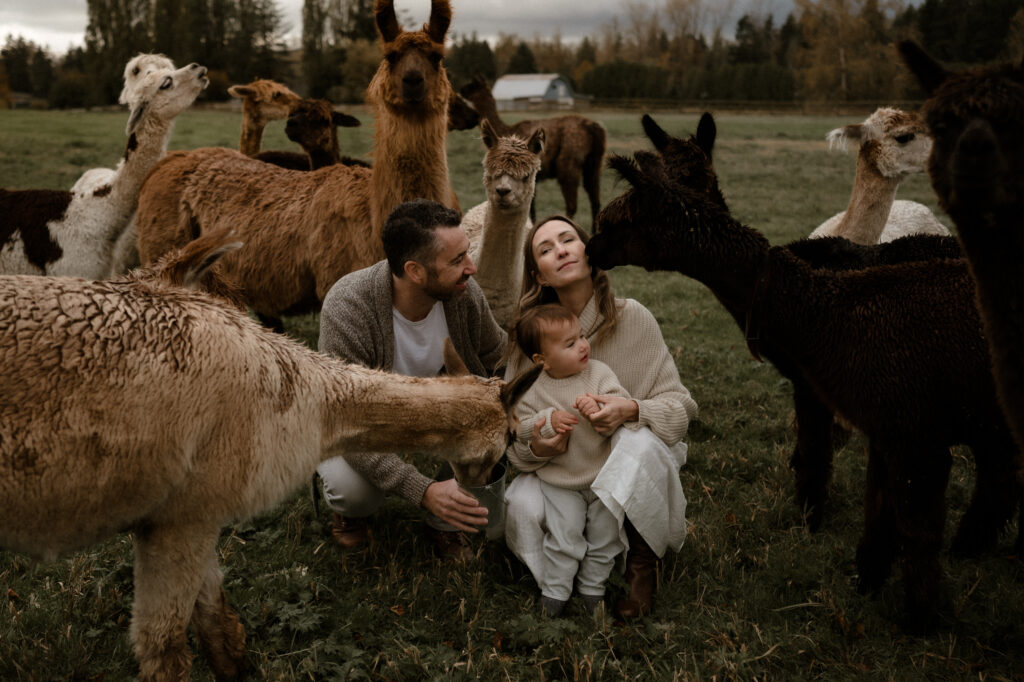 The Alpaca Experience at Kensington Prairie Farm