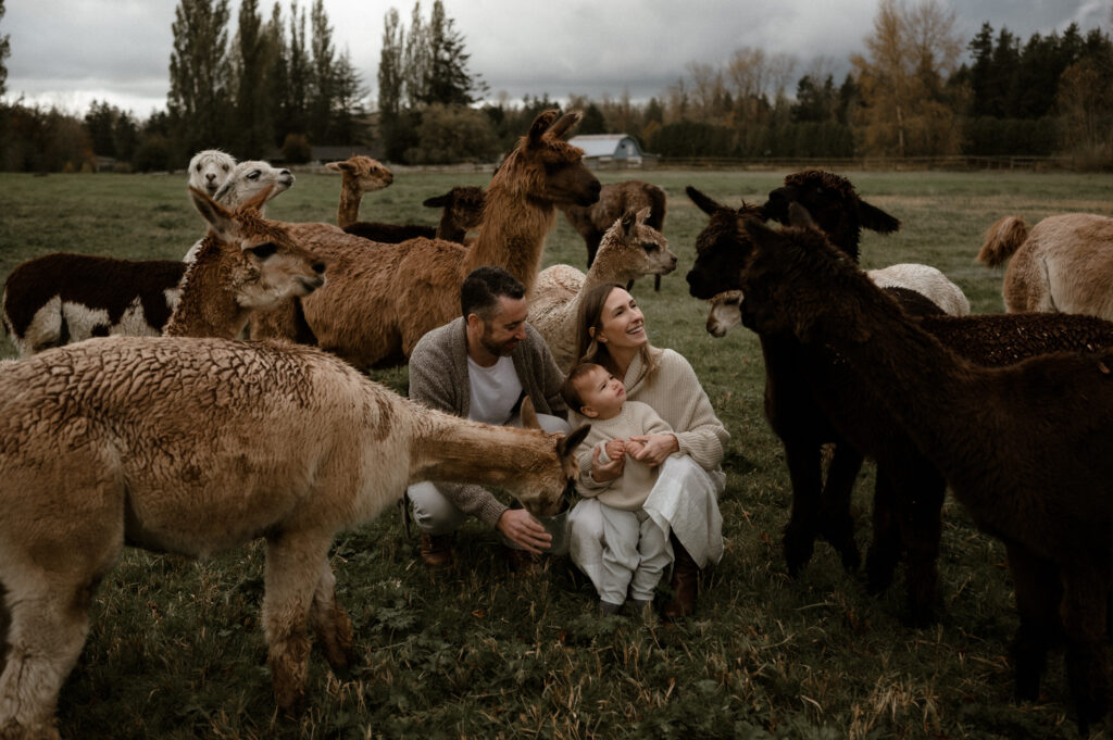 The Alpaca Experience at Kensington Prairie Farm