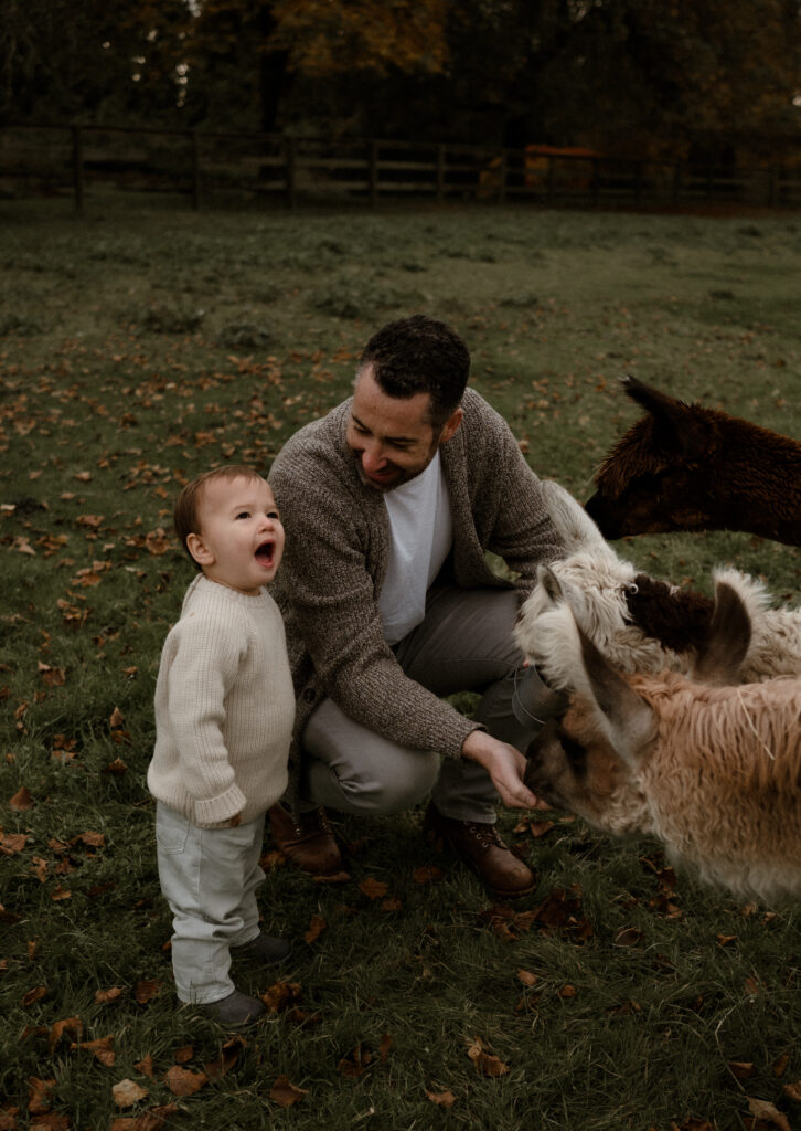 The Alpaca Experience at Kensington Prairie Farm