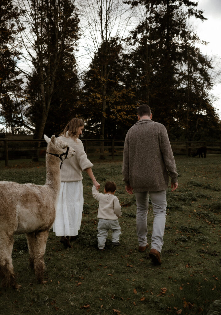 The Alpaca Experience at Kensington Prairie Farm