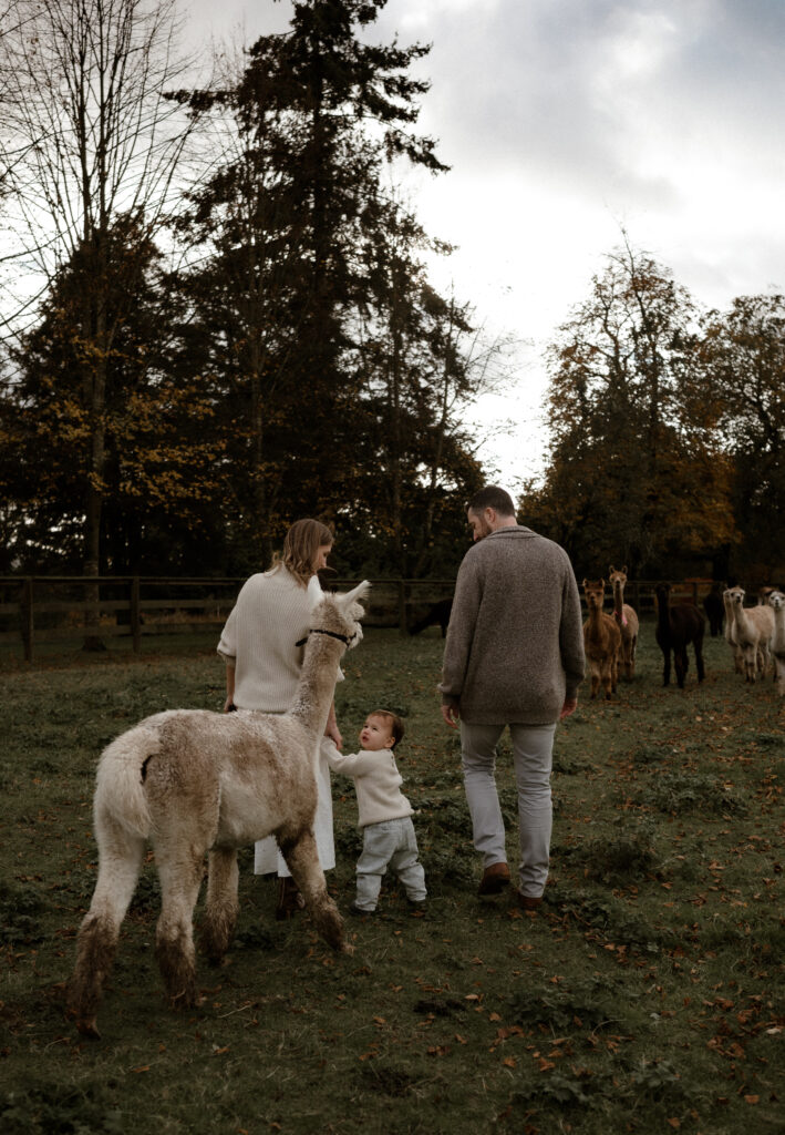 The Alpaca Experience at Kensington Prairie Farm