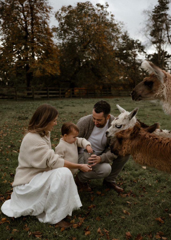 The Alpaca Experience at Kensington Prairie Farm