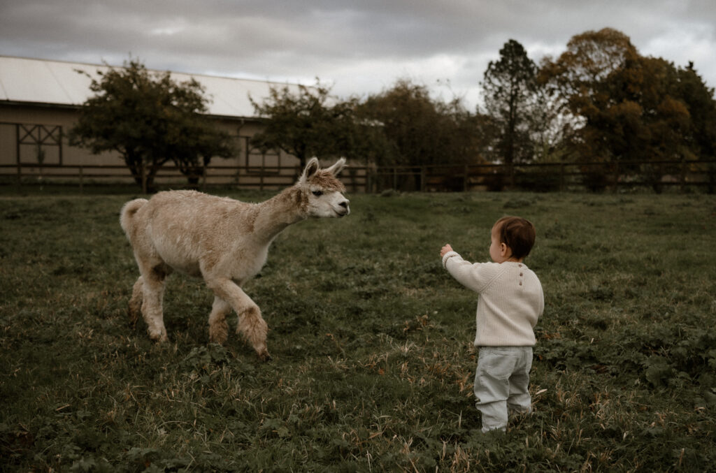 The Alpaca Experience at Kensington Prairie Farm