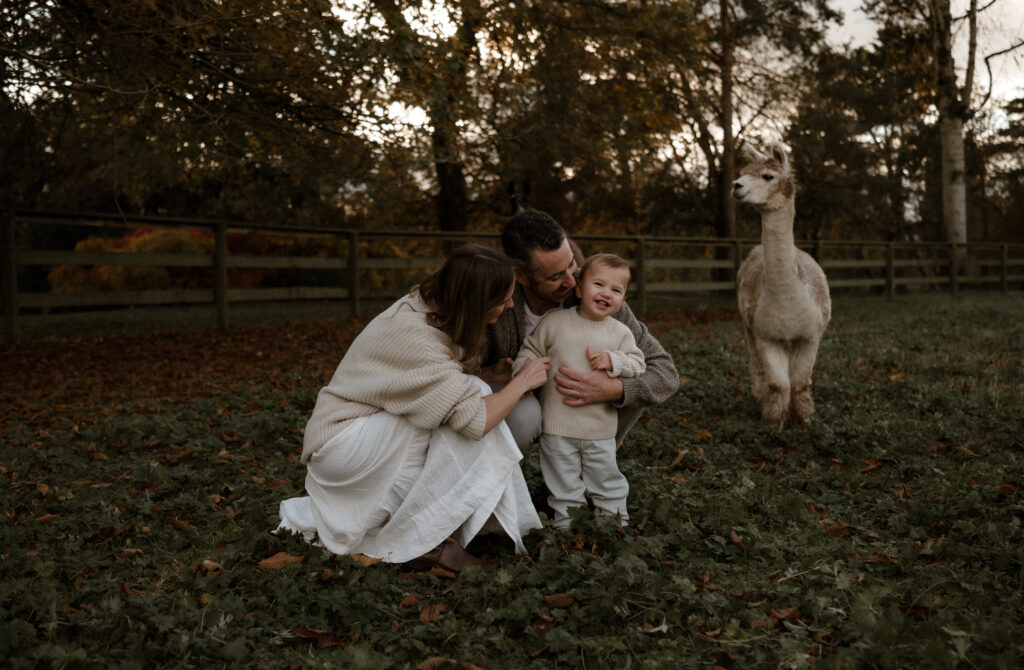 The Alpaca Experience at Kensington Prairie Farm