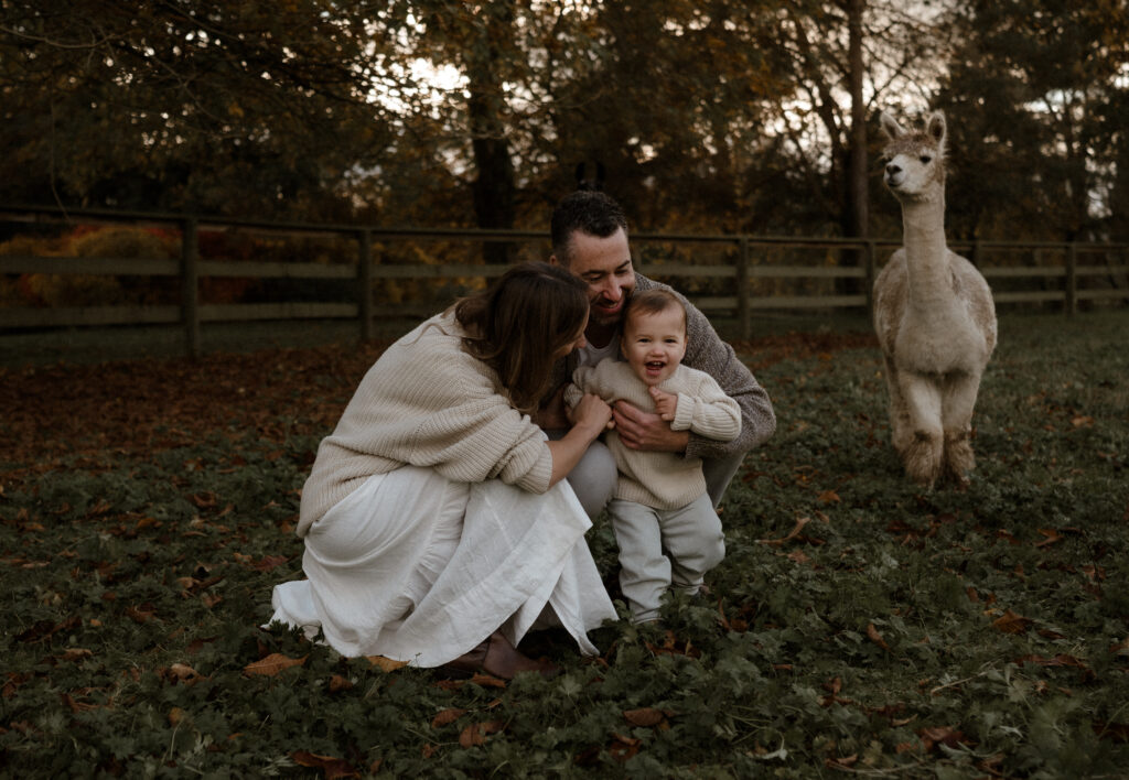 The Alpaca Experience at Kensington Prairie Farm